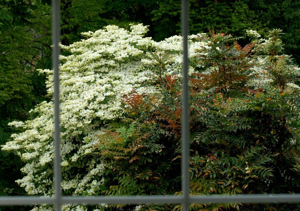 The Grove Lodge Guesthouse Killorglin Dış mekan fotoğraf